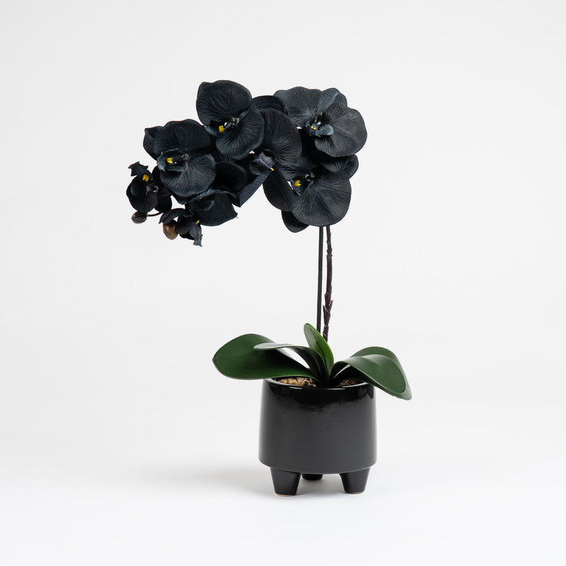 50cm Artificial Black Orchid in Ceramic pot